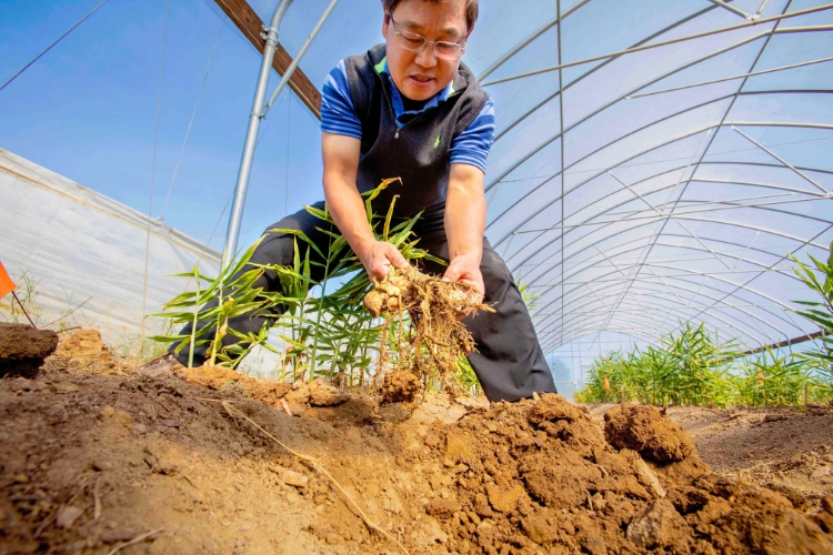 Featured image for “Improving Agricultural Productivity Through Soil Research”